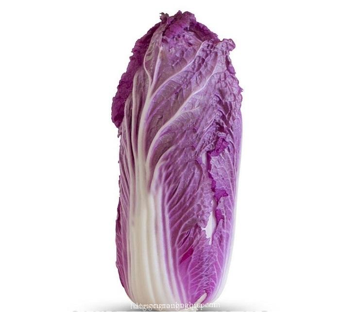 Cải thảo đỏ