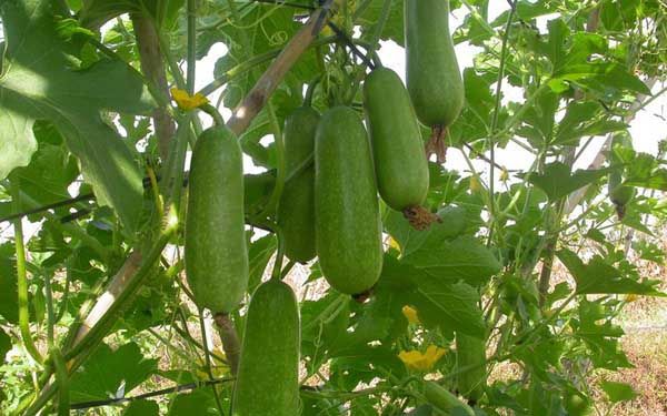 Cải thiện hệ tiêu hóa