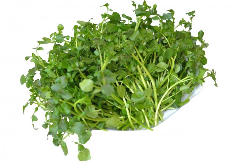Cải xoong chứa thành phần chống ung thư