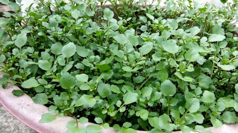 Ảnh minh họa- nguồn internet
