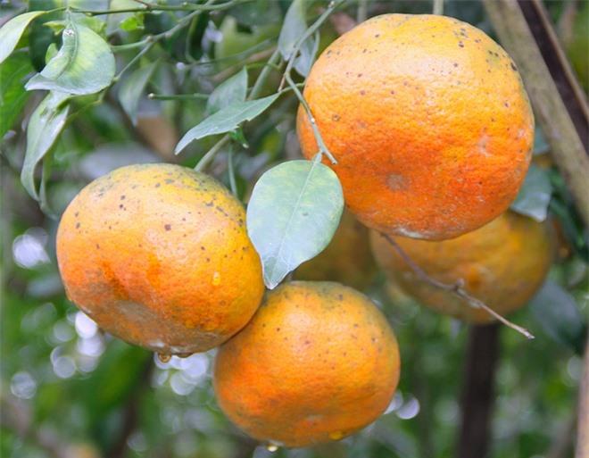 Cam bù Hương Sơn
