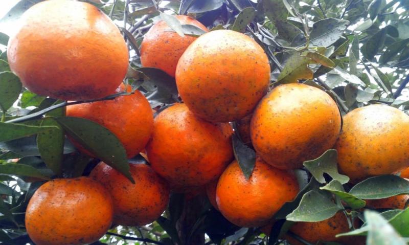 Cam bù Hương Sơn