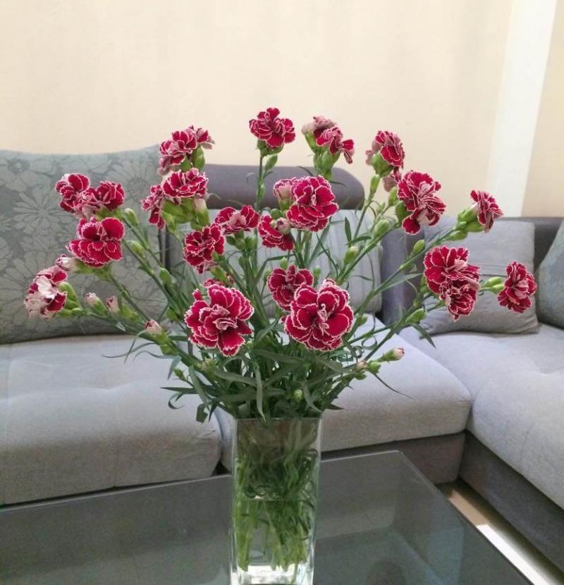 Cắm hoa cẩm chướng