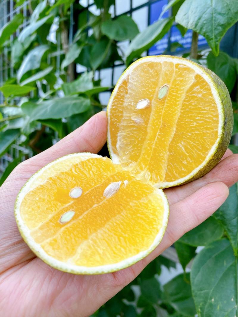 Cam Xoàn Lai Vung
