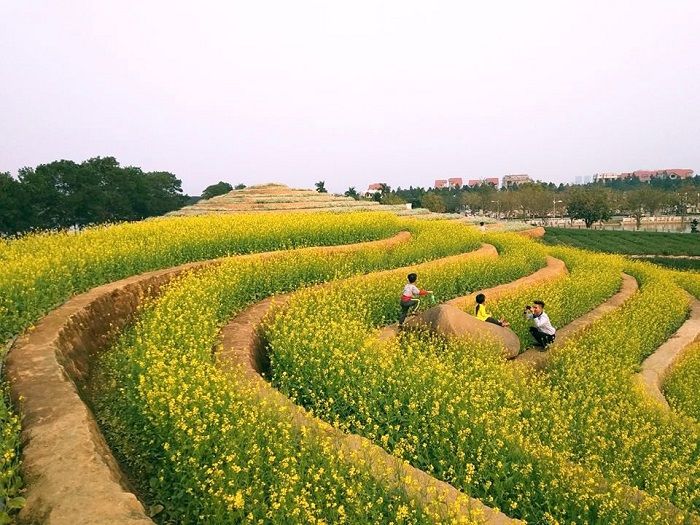 Cánh đồng hoa bằng ruộng bậc thang