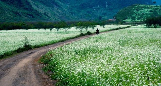 Hoa nở rộ mang sắc trắng tinh khôi