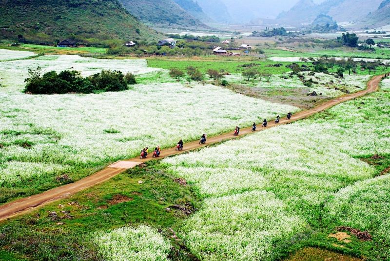 Cánh Đồng hoa Cải trắng - Mộc Châu