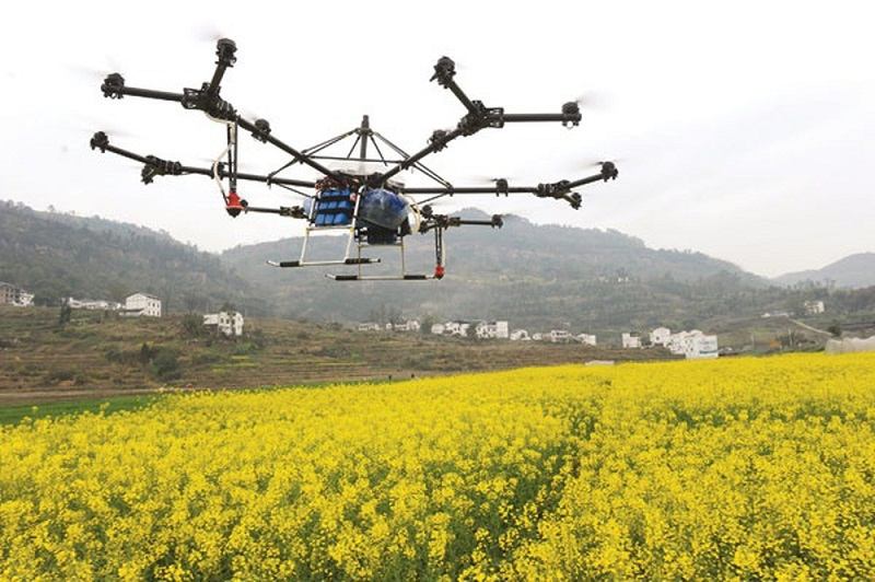 Cánh đồng hoa vàng rực rỡ ở Canola, Trung Quốc