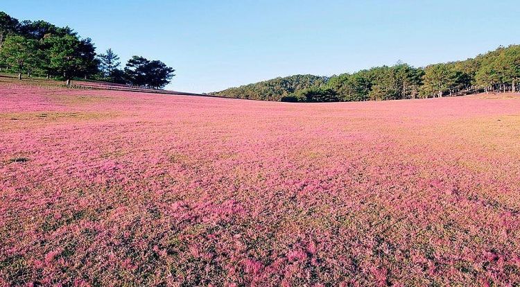 Cánh đồng hoa cỏ hồng ở Đà Lạt