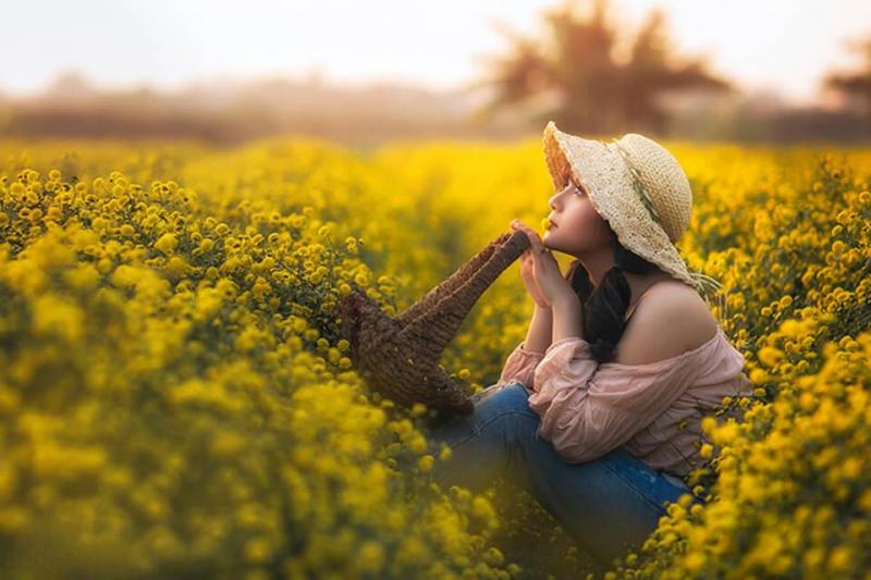 Cánh đồng hoa Cúc vàng - Hưng Yên