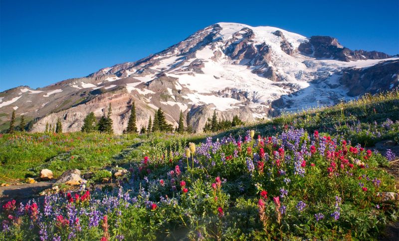 Cánh đồng hoa dại ở Vườn Quốc gia Mount Rainier, Mỹ