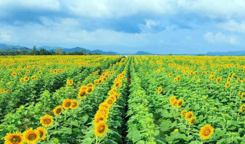 Cánh đồng hoa dướng dương ở Nghĩa Đàn, Nghệ An