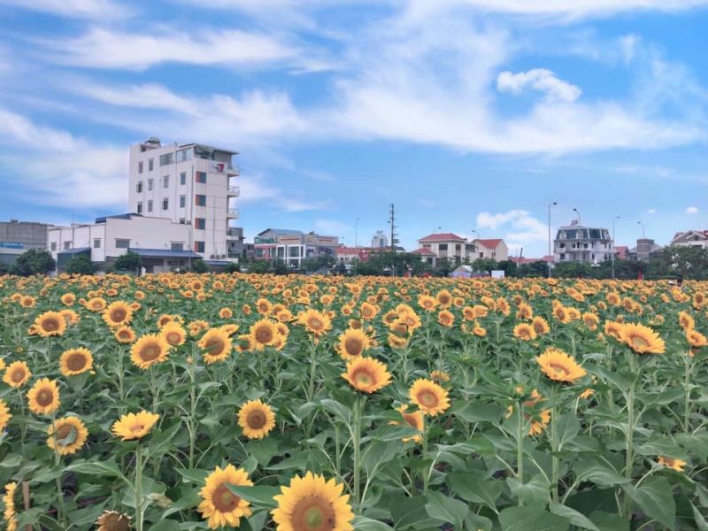 Cánh Đồng Hoa Hướng Dương