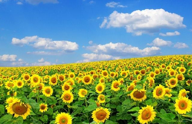 Cánh đồng hoa hướng dương- Nghĩa Đàn