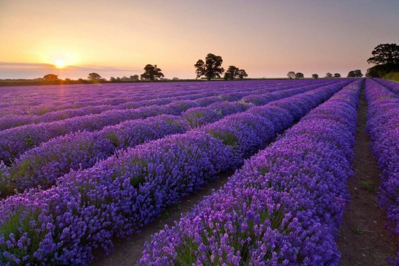 Cánh đồng hoa oải hương - Lavender Đà Lạt