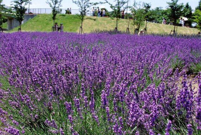 Cánh đồng hoa oải hương ở Đà Lạt