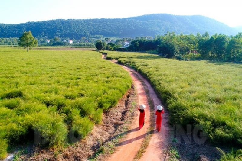 Cánh Đồng Hoa Rễ