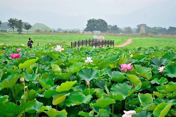 Cánh đồng hoa Sen