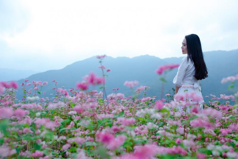 Cánh đồng hoa tam giác mạch - Hà Giang