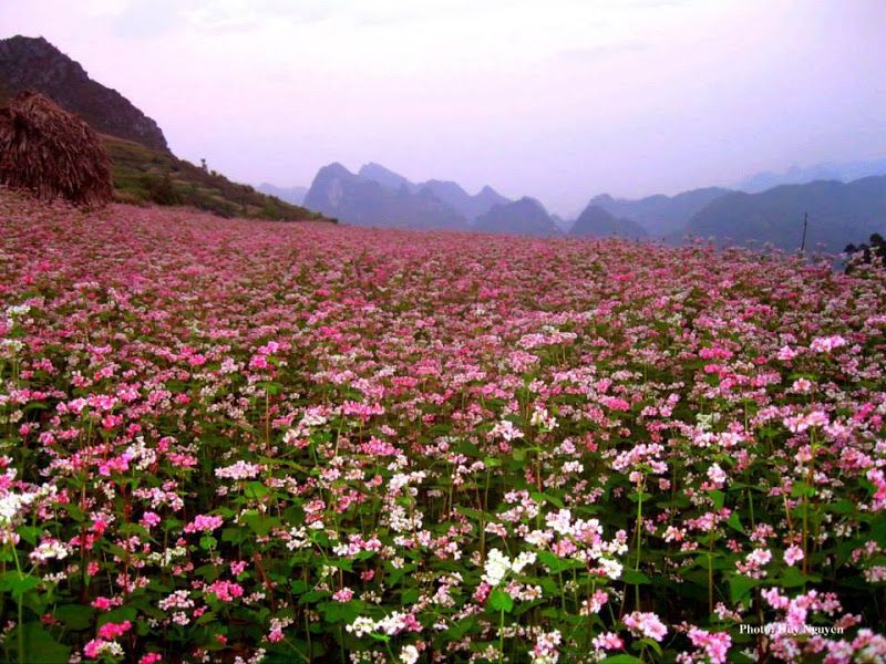 Cánh đồng hoa tam giác mạch - Hà Giang