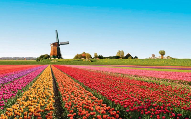 Cánh đồng hoa tulip – Keukenhof,  Hà Lan