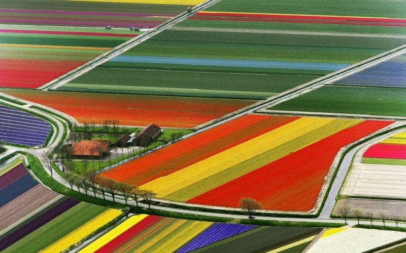 Cánh đồng hoa tulip - Lisse, Hà Lan