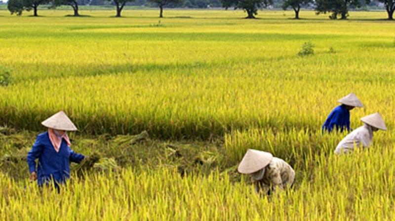 Từng dòng người đổ ra đồng gặt hái, nón trắng nhấp nhô trên các thửa ruộng ven bờ
