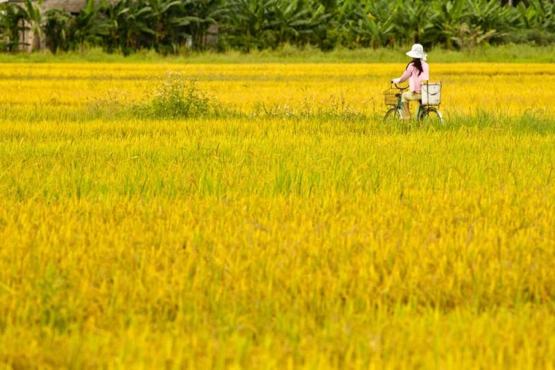 Một làn gió nhẹ thoảng qua, cả cánh đồng xào xạc một âm thanh dịu nhẹ. Hương lúa thoang thoảng lan theo trong gió