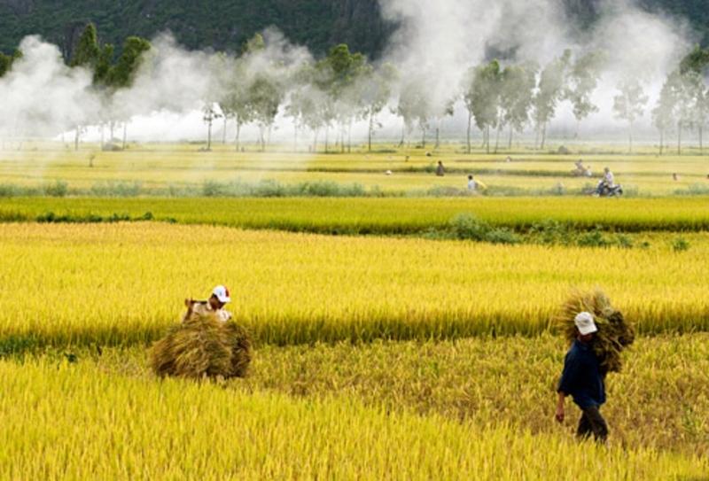 Đến mùa, cánh đồng lúa phủ một màu vàng óng mượt, thật đẹp mắt, êm dịu đến lạ thường.