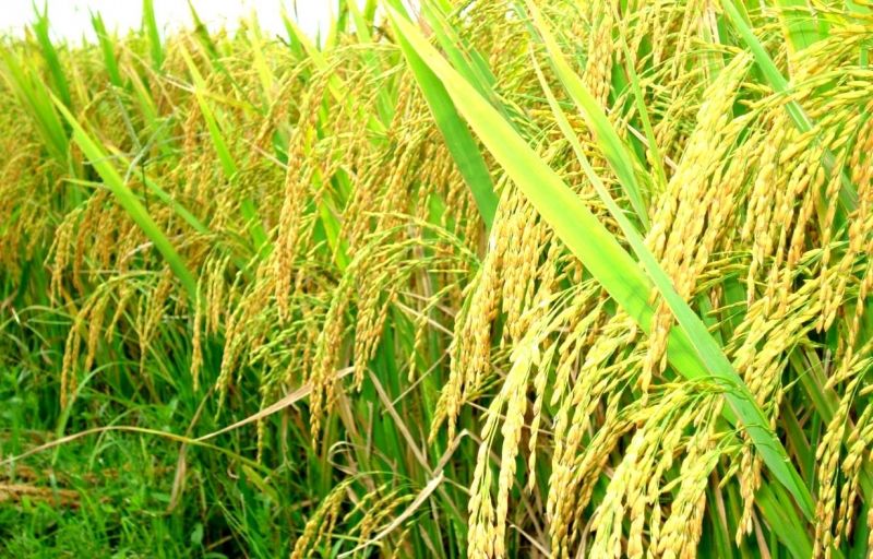 Mặt trời đã lên cao, nắng vàng rực rỡ khiến cả cánh đồng vàng óng hẳn lên, hương lúa càng nồng nàn ngây ngất.