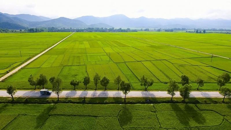 Cánh đồng Mường Thanh.