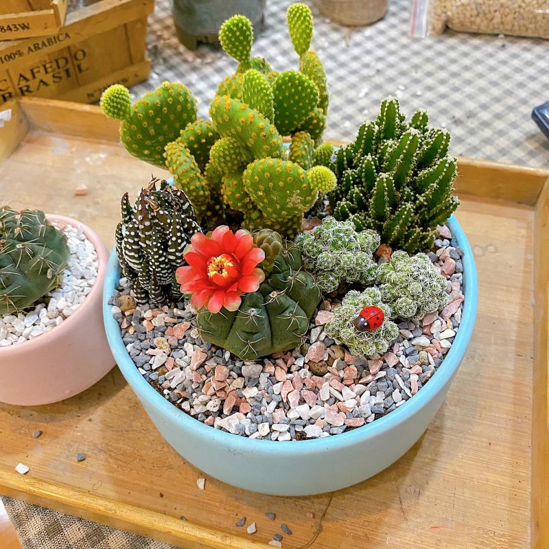 Cào Cào Garden