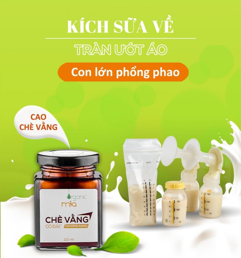 Cao chè vằng Mía
