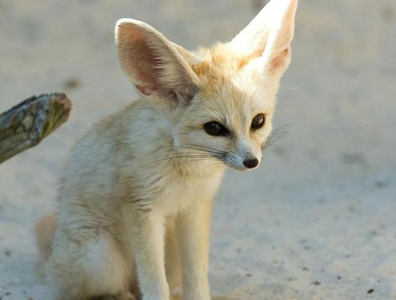 Cáo Fennec là loài cáo nhỏ nhất thế giới