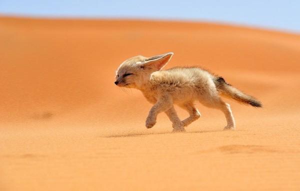 Cáo fennec