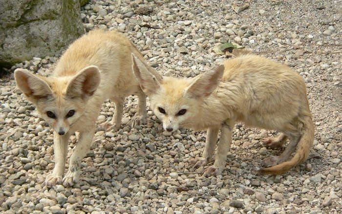Cáo fennec là loài khá nhỏ