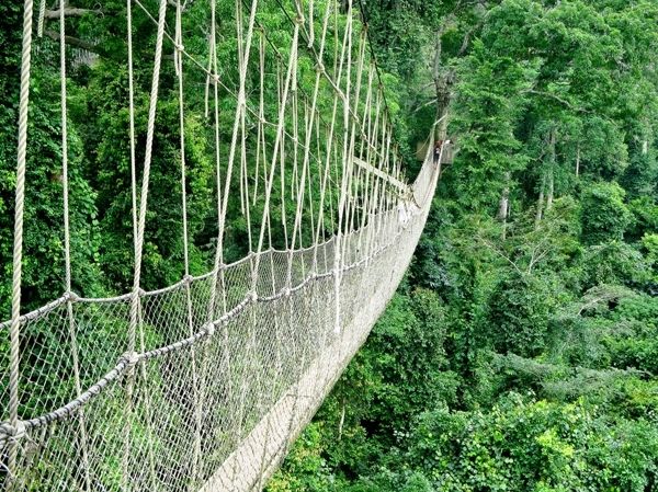 Cầu đi bộ Canopy ở Ghana