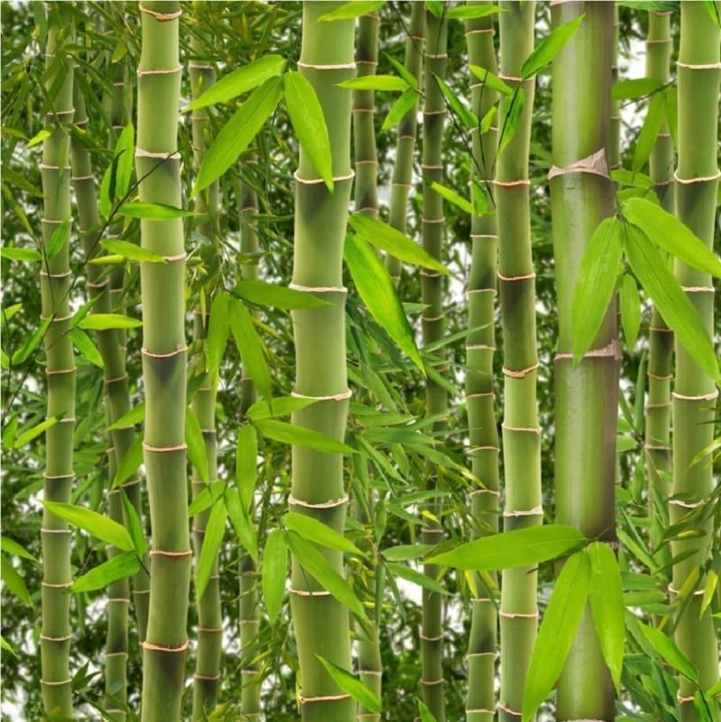Cây tre