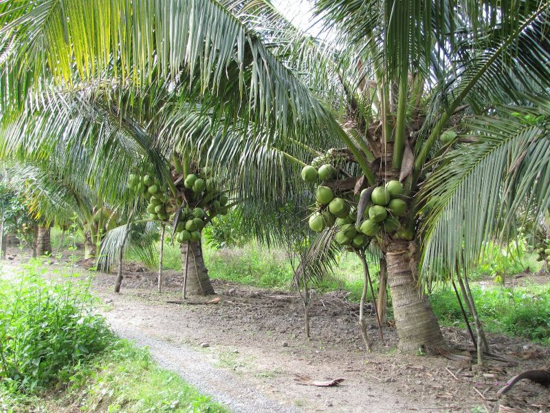 Ảnh minh họa (Nguồn: internet)