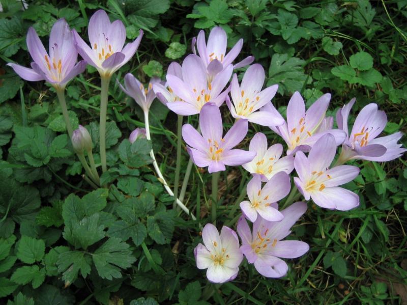 Cây bả chó - Colchicum Autumnale