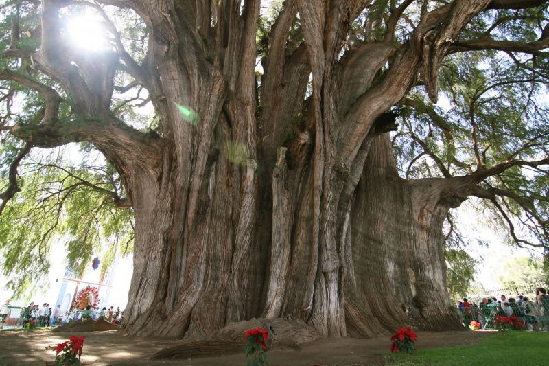 Cây bách Arbol del Tule, Oaxaca, Mexico