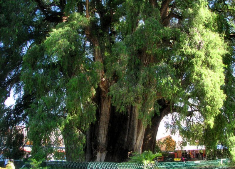 Cây bách Arbol del Tule, Oaxaca, Mexico
