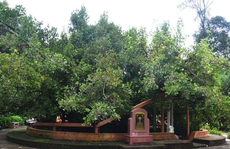 Cây bạch mai hơn 300 tuổi