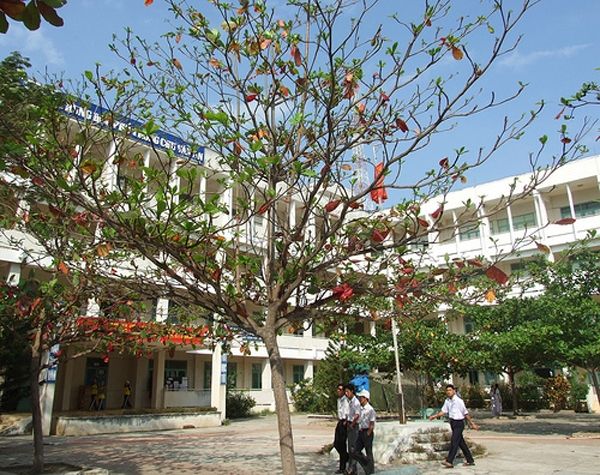 Cây bàng