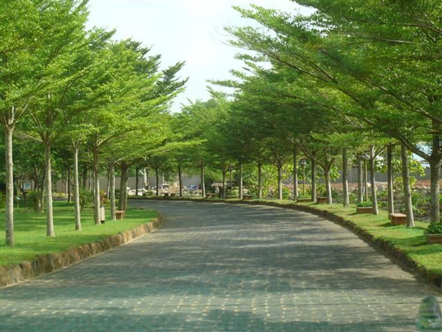 Cây  bàng Đài Loan