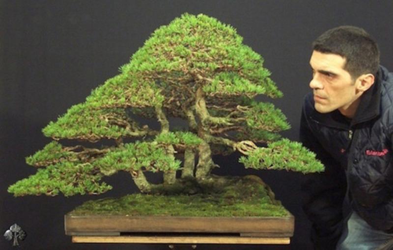 Cây bonsai Silvestris