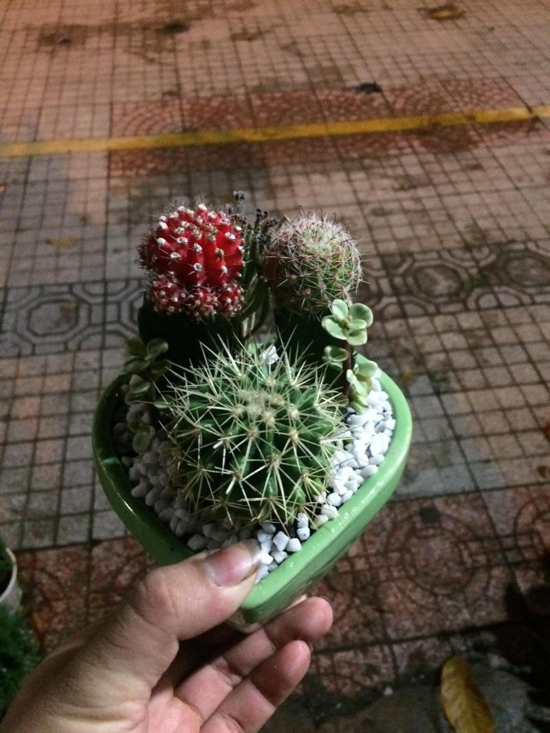 Cây Cảnh Biên Hòa