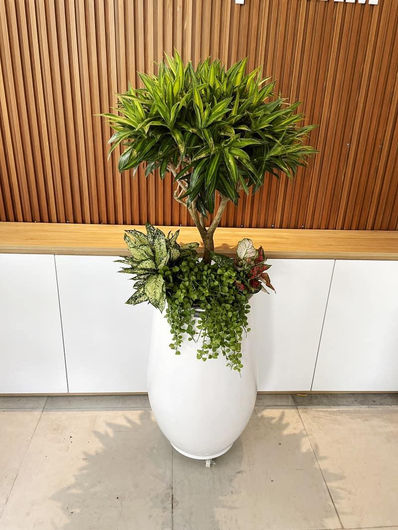 Cây cảnh Huế