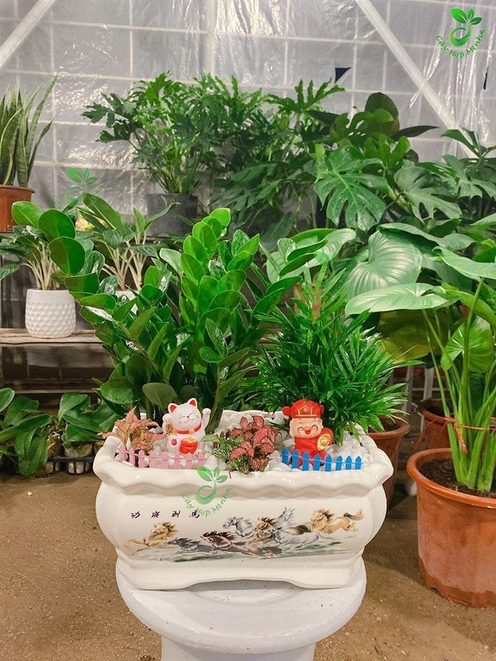 Cây Cảnh Mini