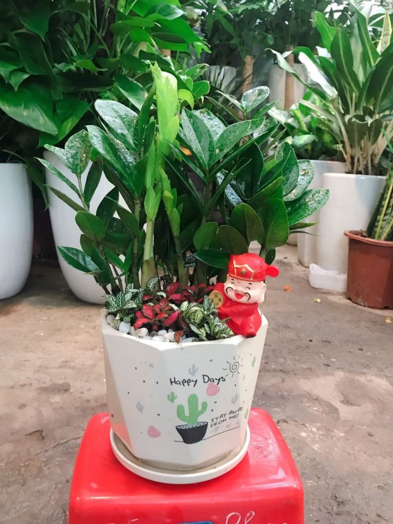 Cây Cảnh Mini